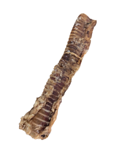 Buffalo Trachea