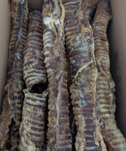 Alternative view of Buffalo Trachea