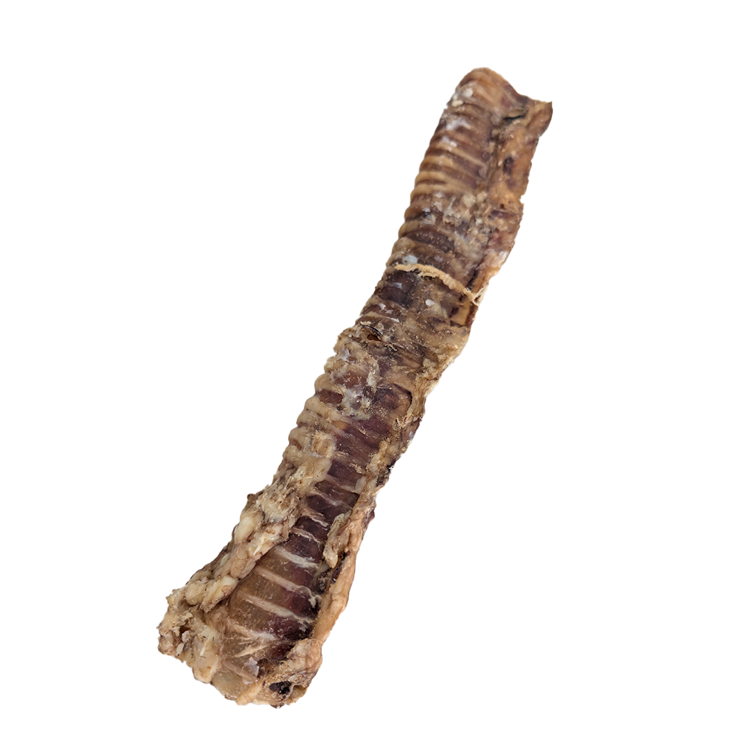 Buffalo Trachea