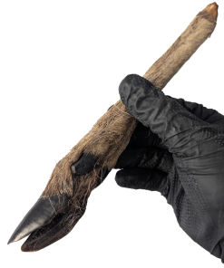 Small Deer Leg