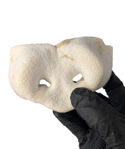 Puffed Pig Snout