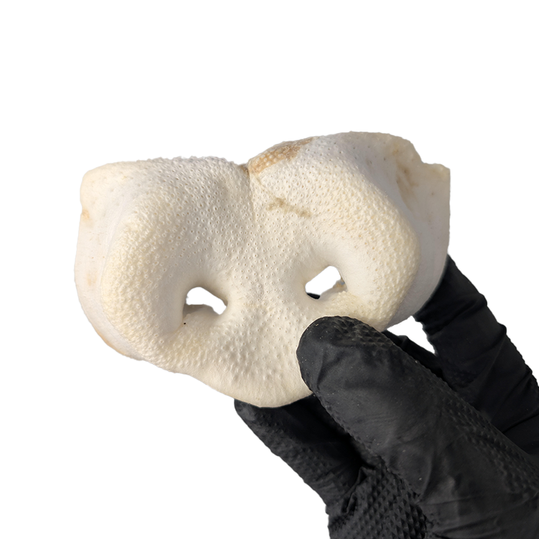 Puffed Pig Snout